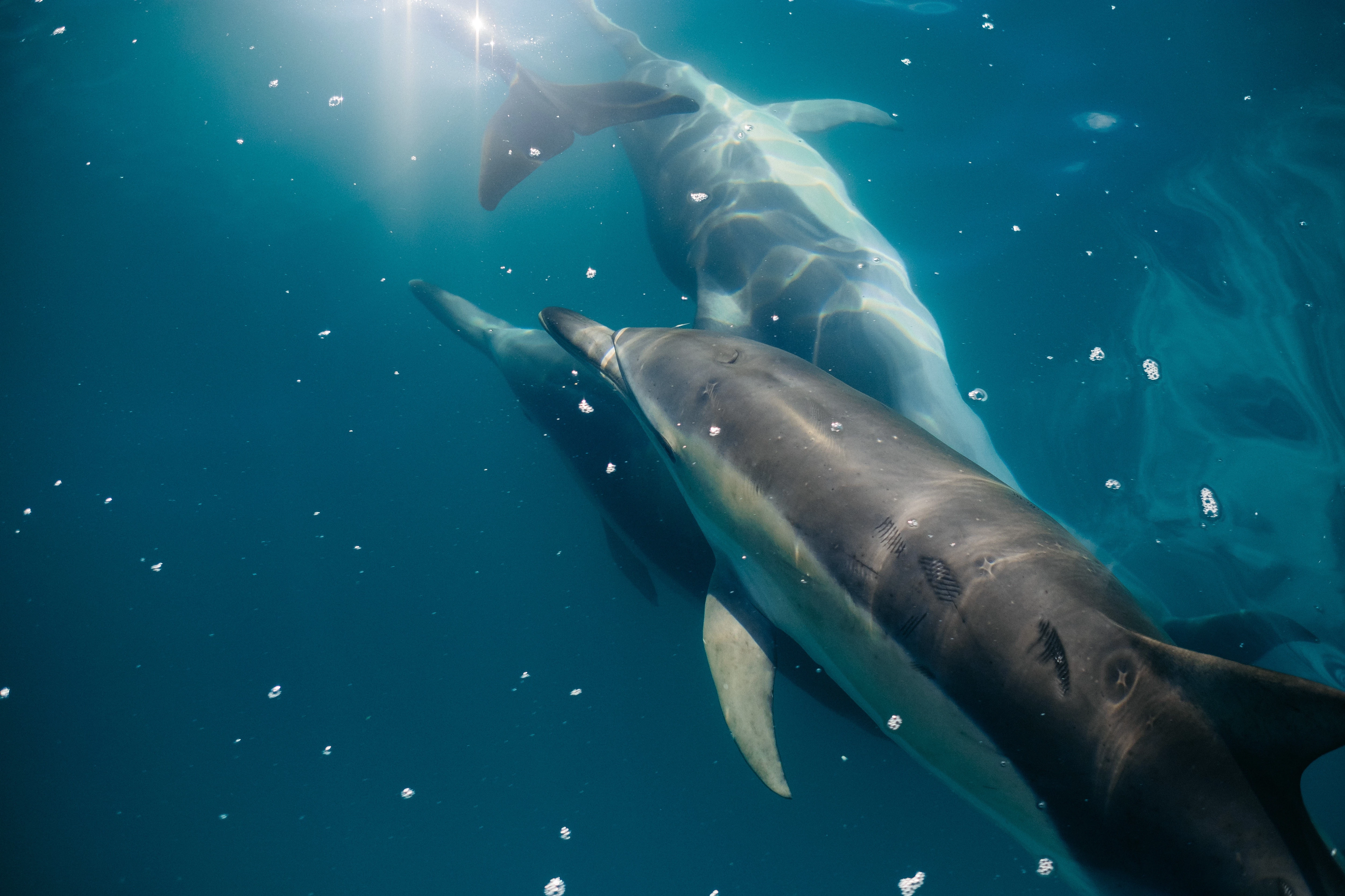 Swimming with Dolphins all round the year in the west coast boat rentals Black River District Curepipe Black River District  LEGEND L21 2014 23 