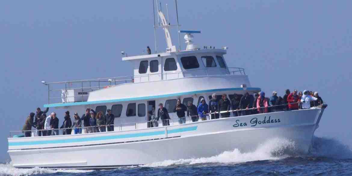 Sea Goddess Whale Watching  boat rentals California MOSS LANDING California     65 