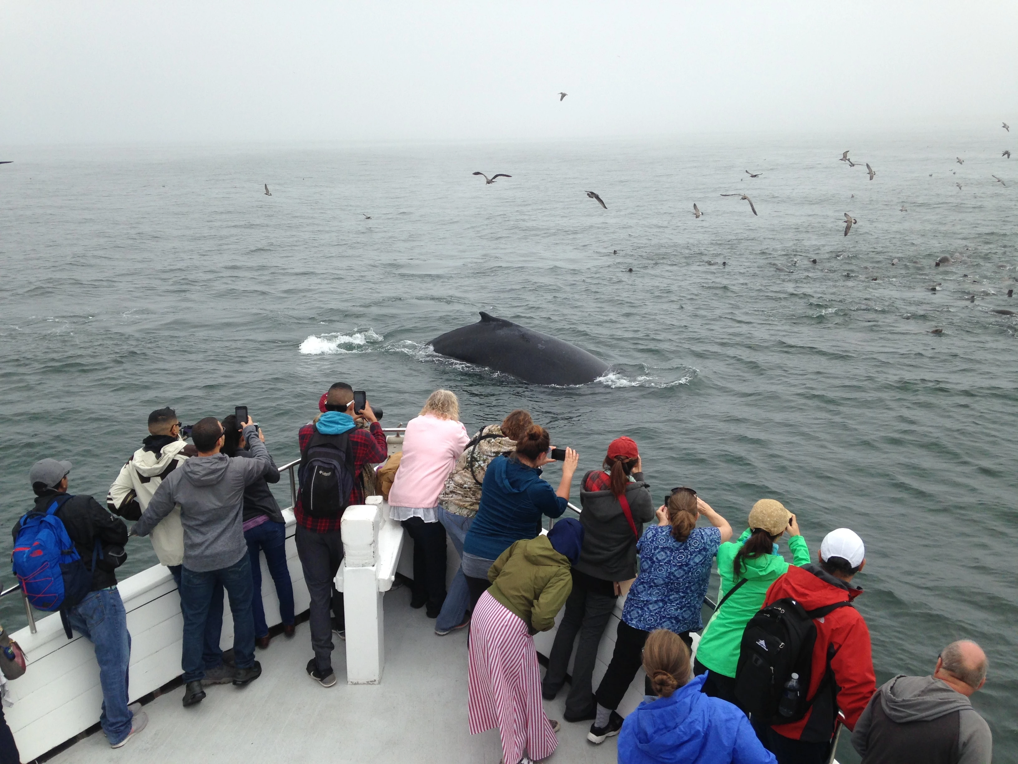  boat rentals California MOSS LANDING California     65 